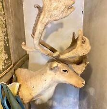 Caribou head mount for sale  Johnstown