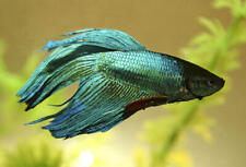 Male green betta for sale  BIRMINGHAM