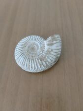 Fossile ammonite usato  Roma