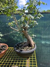 bonsai carmona usato  Inverigo