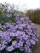 Aster frikartii monch for sale  BECCLES