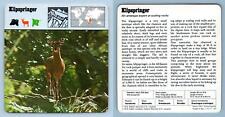 Klipspringer mammals 1970 for sale  SLEAFORD