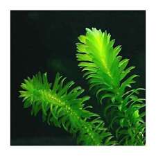 Elodea densa 125 for sale  MARKET RASEN