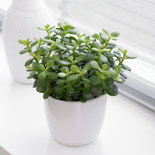 Crassula minor houseplant for sale  UK