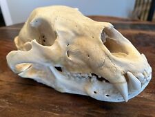 bear skull for sale  Elk River