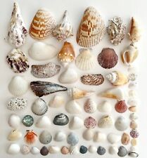 Sea shells maine for sale  Cambridge