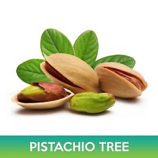 Pistachio tree seeds for sale  Belmont
