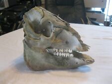 Pig skull lower for sale  Piqua