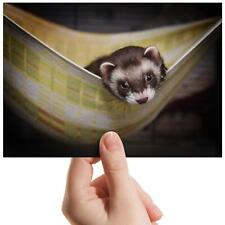 Baby ferret wildlife for sale  SELBY