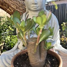 Jade plant crassula for sale  Van Nuys