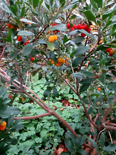 Strawberry tree seeds for sale  LONDON