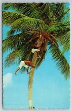 Recogiendo cocos en el soleado Caribe - Postal de Jamaica segunda mano  Embacar hacia Mexico