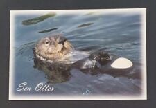 Sea otter postcard for sale  Beaverton