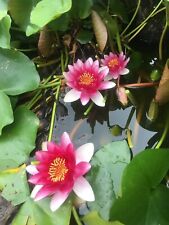 Nymphaea ploydaeng live for sale  Lyndhurst