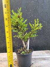 Lonicera nitida bonsai for sale  ELGIN
