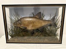 Taxidermy fish bream for sale  GREAT YARMOUTH