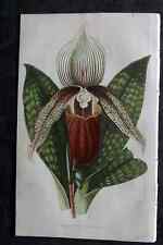 Intellectual Observer 1860's Botanical Print. Cypripedium Veitchianum Orchid for sale  Shipping to South Africa
