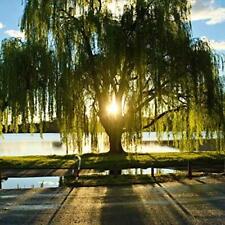 Golden weeping willow for sale  Russell