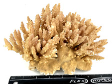 Authentic acropora finger for sale  Springfield
