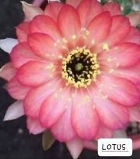 Echinopsis lobivia lotus d'occasion  France