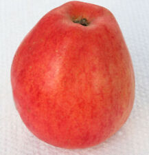 Melo nathusius mela usato  Spedire a Italy