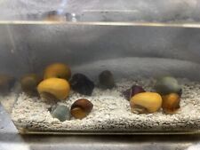 Mystery snails mixed for sale  Dunn