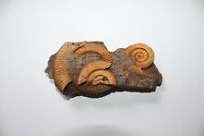 Ammonit ammoniten schlaifhause gebraucht kaufen  Buseck