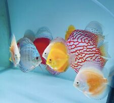 Discus fish mix for sale  LONDON