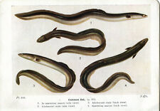 Beautiful eel fish for sale  Shipping to United States