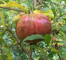 Pomegranate seeds organically for sale  Alexandria