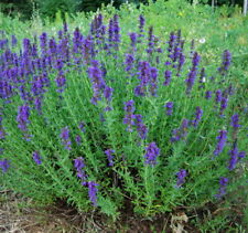 Hyssop hyssopus officinalis for sale  Shipping to Ireland