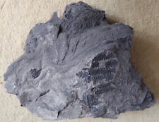 Empreintes fougères fossiles d'occasion  Paris XVII