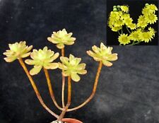 Aeonium sedifolium choice for sale  EASTBOURNE