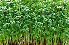 Water cress seeds for sale  Gurnee