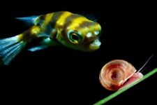 Rare amazonian pufferfish for sale  Bolivar