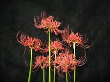 Lycoris bulbs red for sale  Norwood