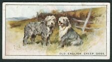 Old english sheepdog for sale  Shipping to Ireland