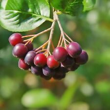 Red aronia fruit for sale  Nevada