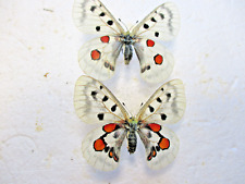 Entomologies Papilionidae Parnassius Krogerusi x Turkirakinati Breeding Couple for sale  Shipping to South Africa