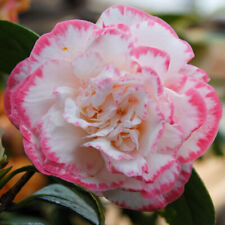 Camellia margaret davis for sale  LLANDYSUL