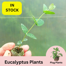 Hardy eucalyptus gunnii for sale  BEDFORD