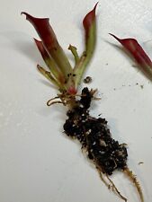 heliamphora usato  Milano