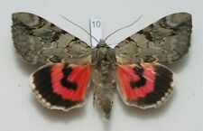 Erebidae - Catocala electa - Rosy Underwing - #10 - male, used for sale  Shipping to South Africa
