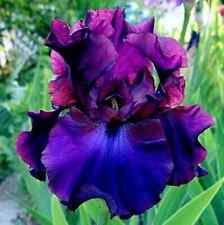 Heirloom iris seeds for sale  Titusville