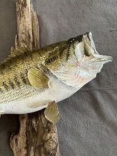 Largemouth bass 8.5 for sale  Marion