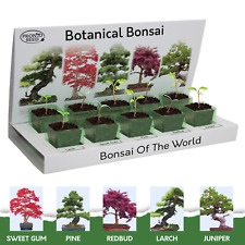 bonsai seeds for sale  BARRY