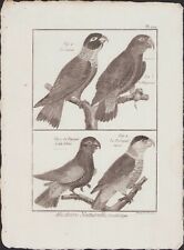 ✒ 1790 BUFFON Bonnaterre ORNITHOLOGIE Oiseaux Caîque Maïpouri Papegai Perroquet comprar usado  Enviando para Brazil
