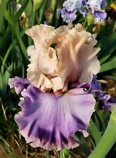 iris rhizomes for sale  Edmonton