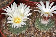 Strombocactus disciformis spin for sale  DARLINGTON