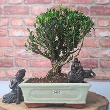 Boxwood bonsai tree for sale  LEEDS